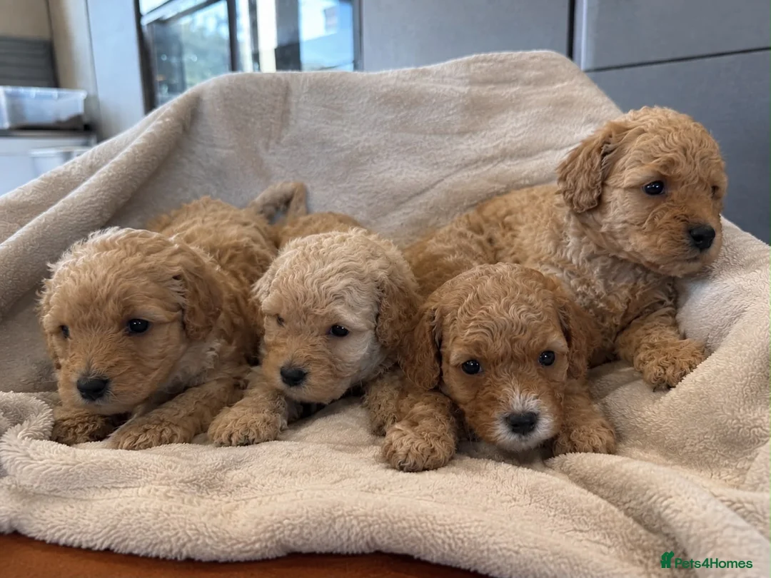 Cavapoochon dogs for sale: Cavapoochon  - Advert 2