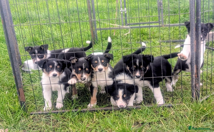 Border Collie dogs - Advert 2