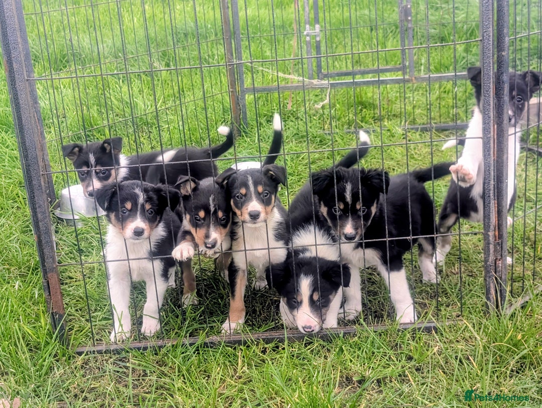 Border Collie dogs for sale: Cracking Working Collie Puppies For Sale  - Image 1