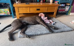 Cane Corso dogs for sale: Male cane corso  - Image 6