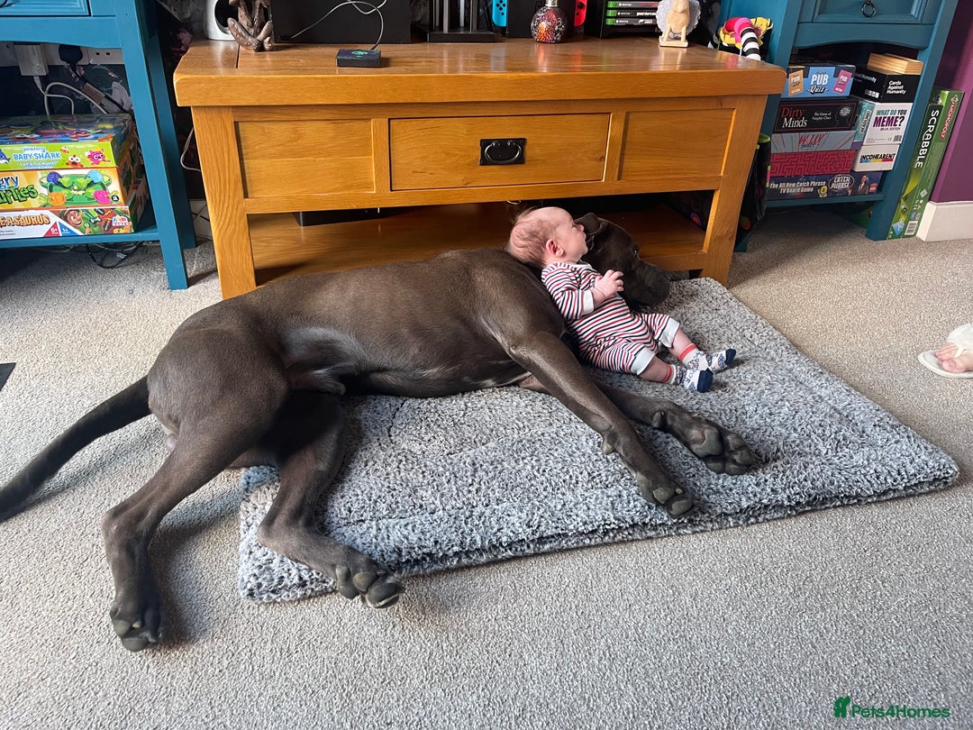 Cane Corso dogs for sale: Male cane corso  - Image 6