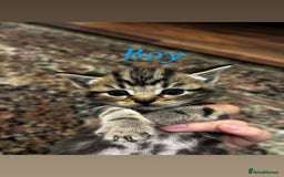 British Shorthair cats for sale: British shorthair mixed with tabby - Image 3