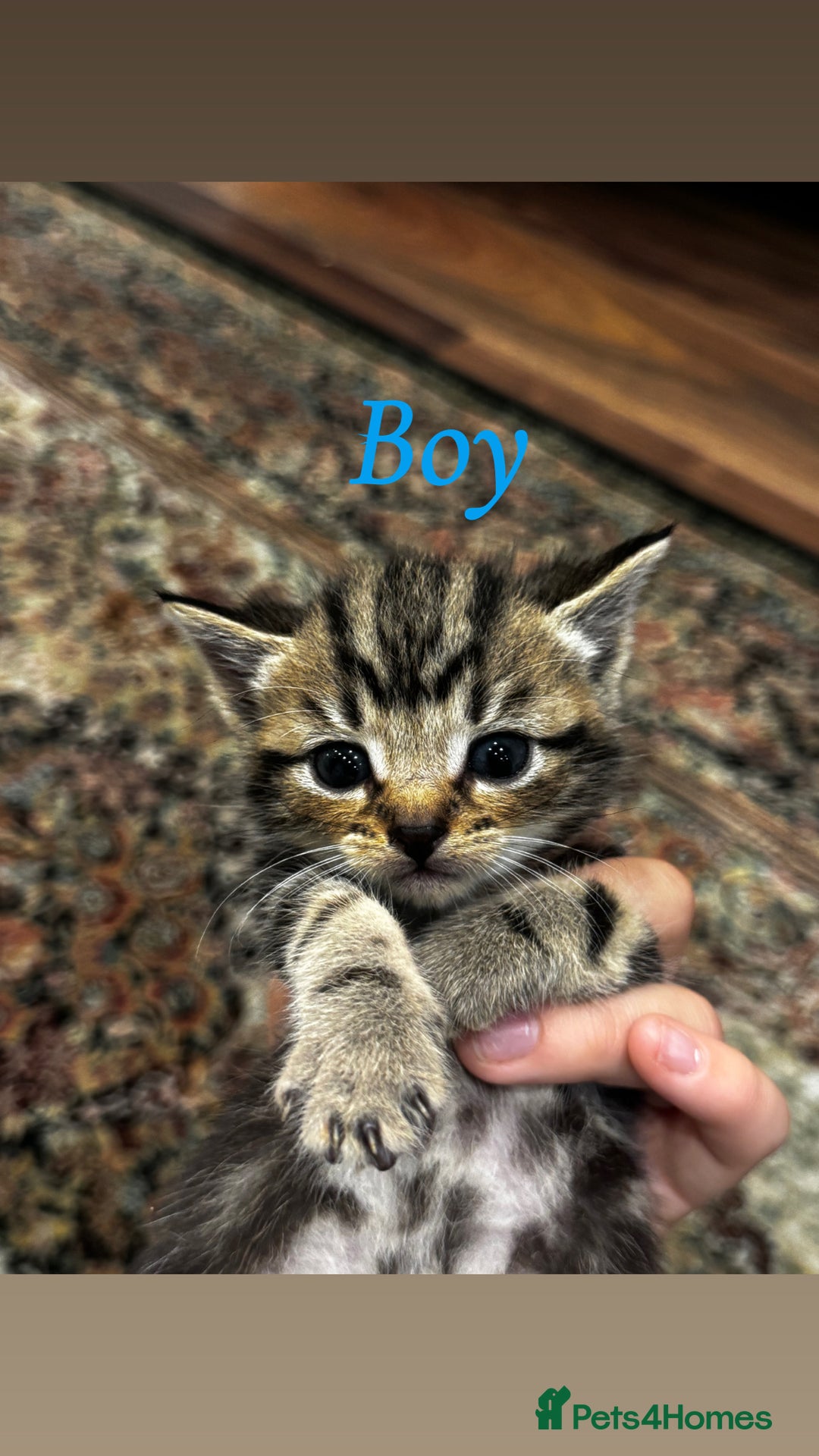 British Shorthair cats for sale: British shorthair mixed with tabby - Image 3