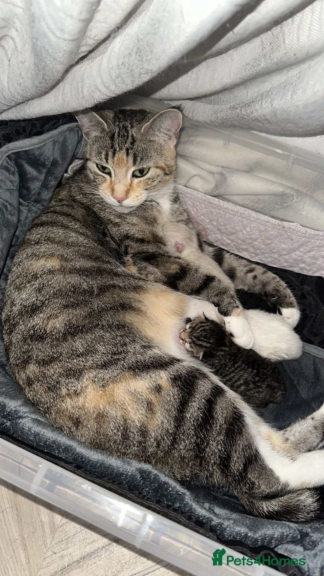 British Shorthair cats for sale: Beautiful, Loving Kittens - Advert 2