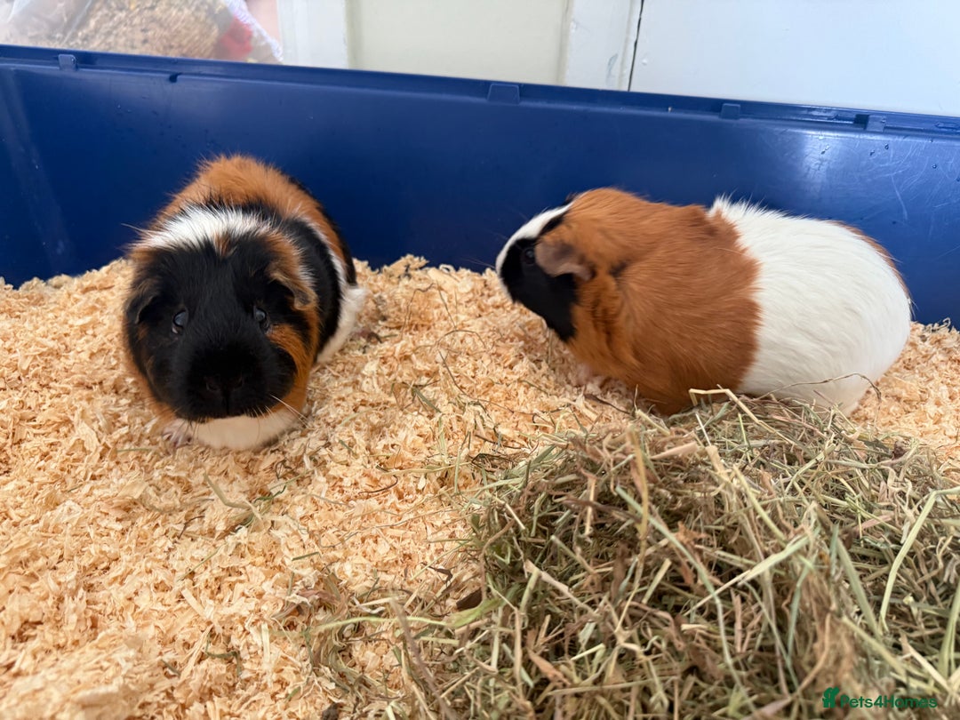 Guinea Pig rodents for sale: Two bonded female guinea pigs with cage - Image 6