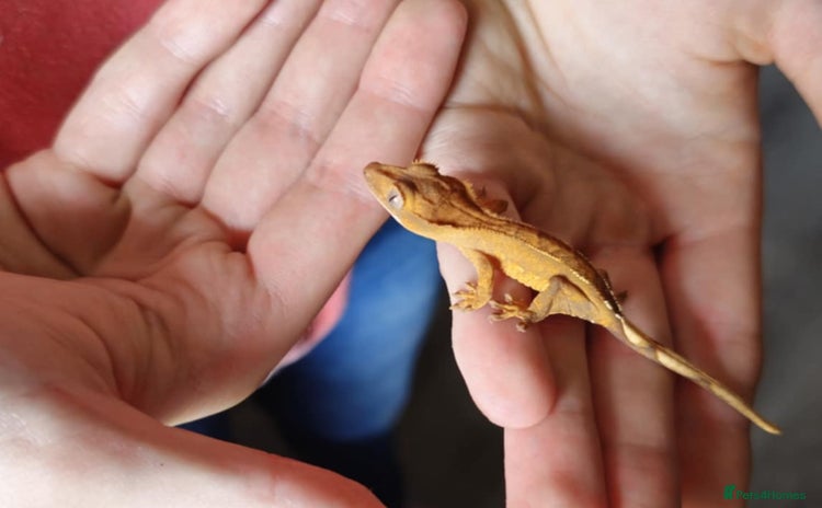 Gecko reptiles - Advert 6