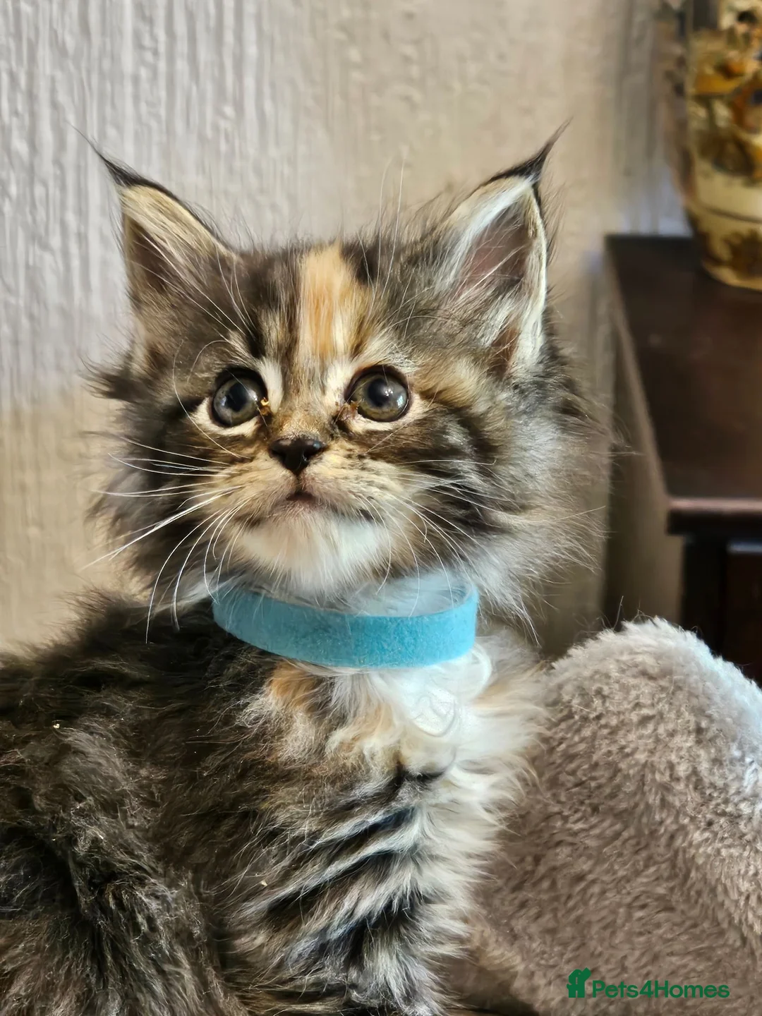 Maine Coon cats for sale: Stunning Maine Coon kittens  - Advert 1