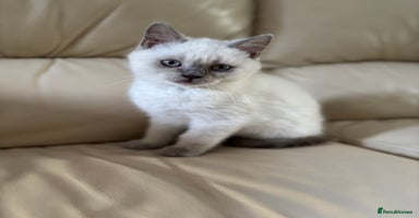 British Shorthair cats - Advert 2
