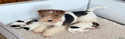 Fox Terrier dogs for sale: Kc registered wire fox terriers  - Advert 9