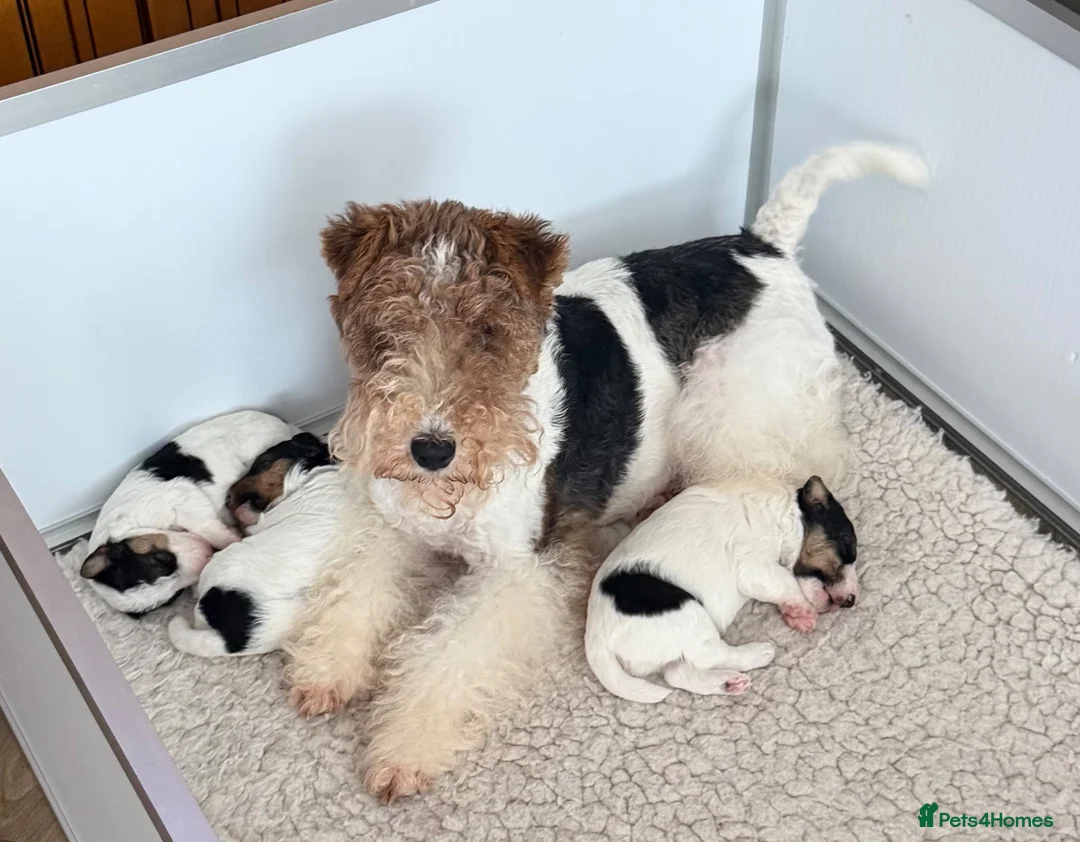 Fox Terrier dogs for sale: Kc registered wire fox terriers  - Advert 9