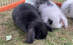 Mini Lop rabbits for sale: Beautiful Mini Lop Babies - Image 20
