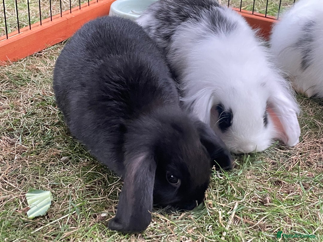 Mini Lop rabbits for sale: Beautiful Mini Lop Babies - Image 20