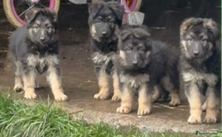German Shepherd dogs Kc registered German Shepard pups - Advert 1