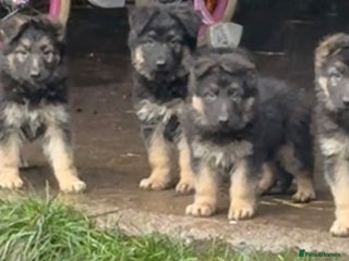 German Shepherd dogs Kc registered German Shepard pups - Advert 1