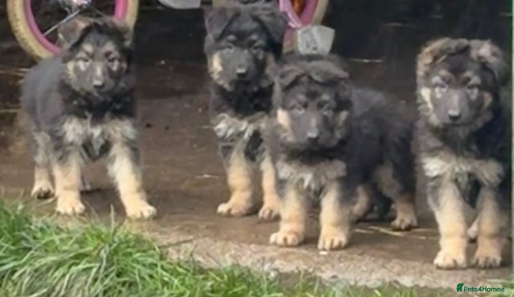 German Shepherd dogs Kc registered German Shepard pups - Advert 1