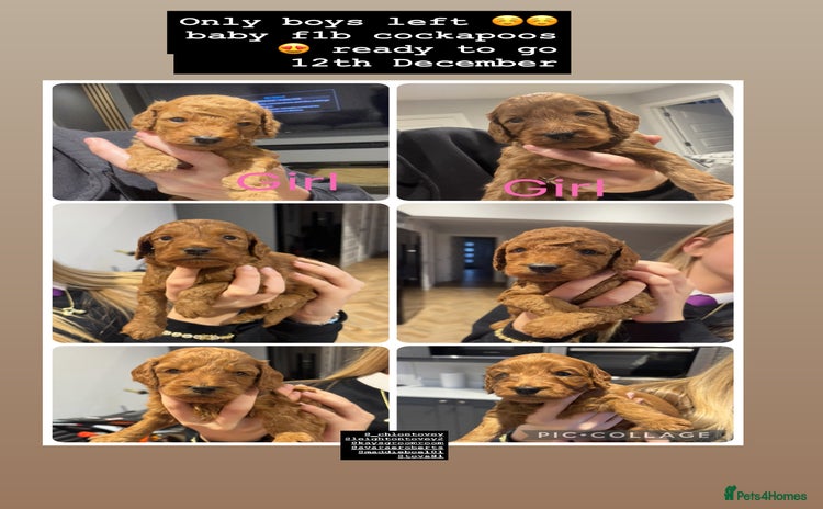 Cockapoo dogs - Advert 11