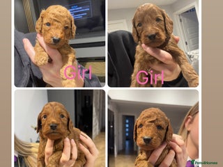 Cockapoo dogs for sale: Beautiful deep red f1b cockapoos - Advert 1