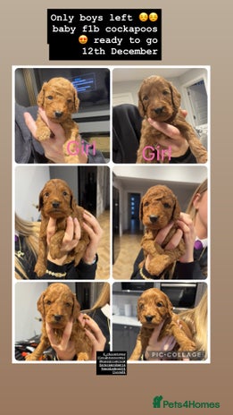 Cockapoo dogs - Advert 4