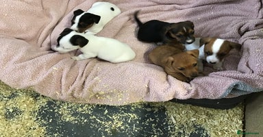 Jack Russell dogs - Advert 1