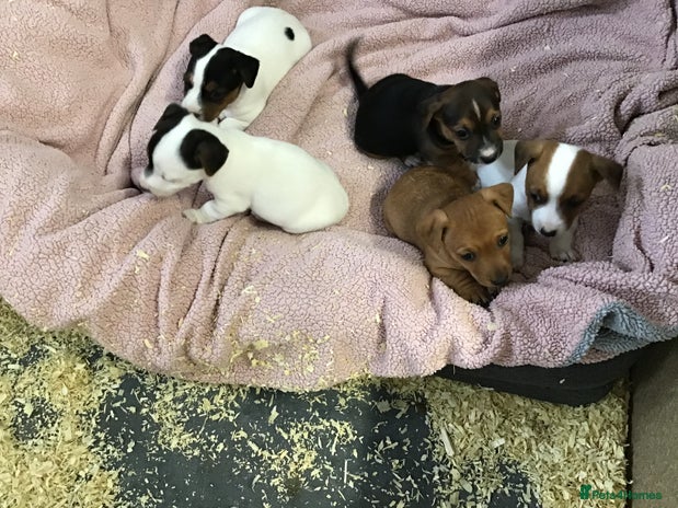 Jack Russell dogs - Advert 1