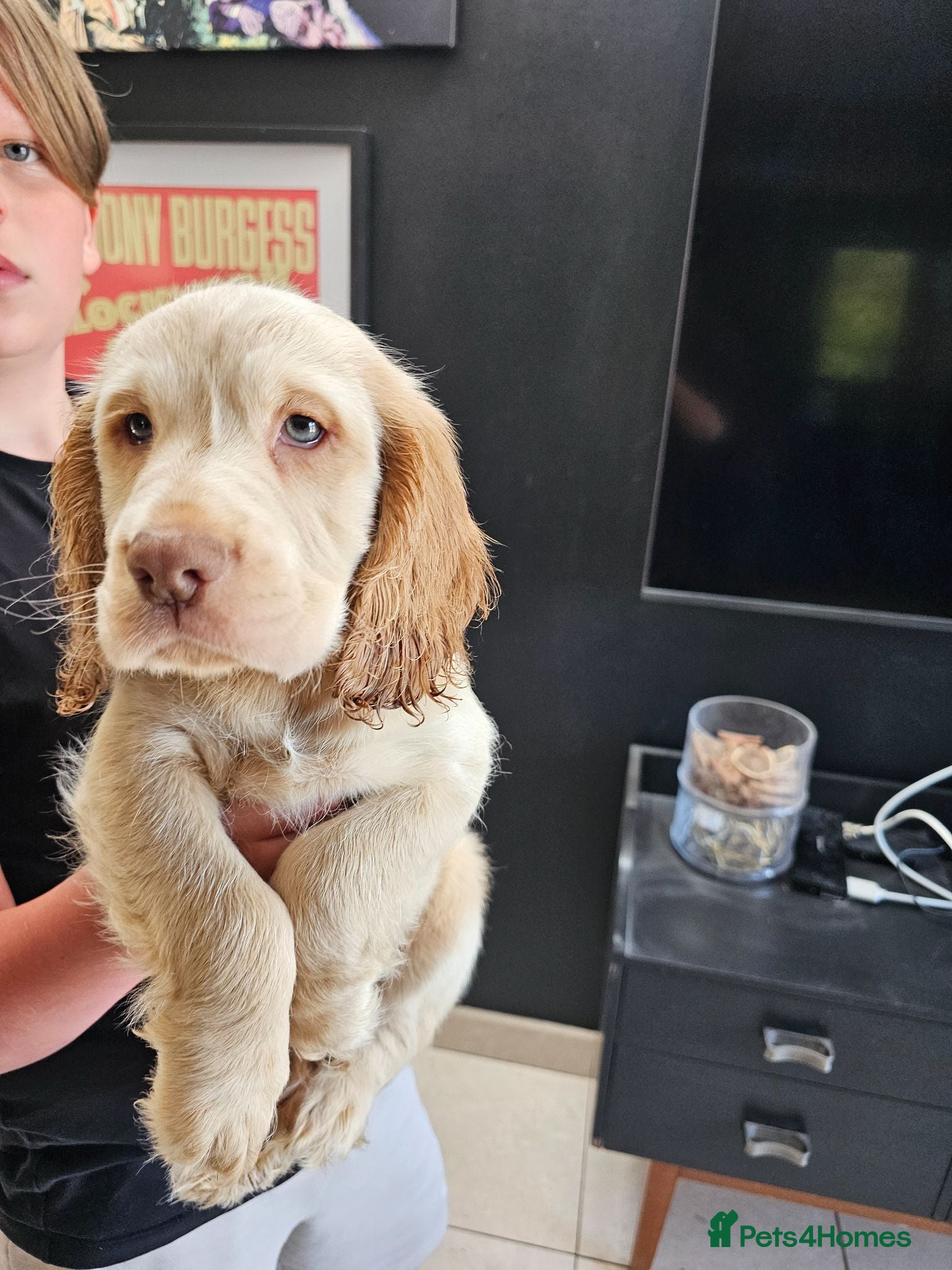 Cocker Spaniel dogs Beautiful cocker spaniel puppies - Advert 3