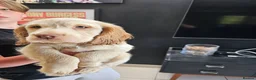 Cocker Spaniel dogs for sale: Beautiful cocker spaniel puppies - Advert 1