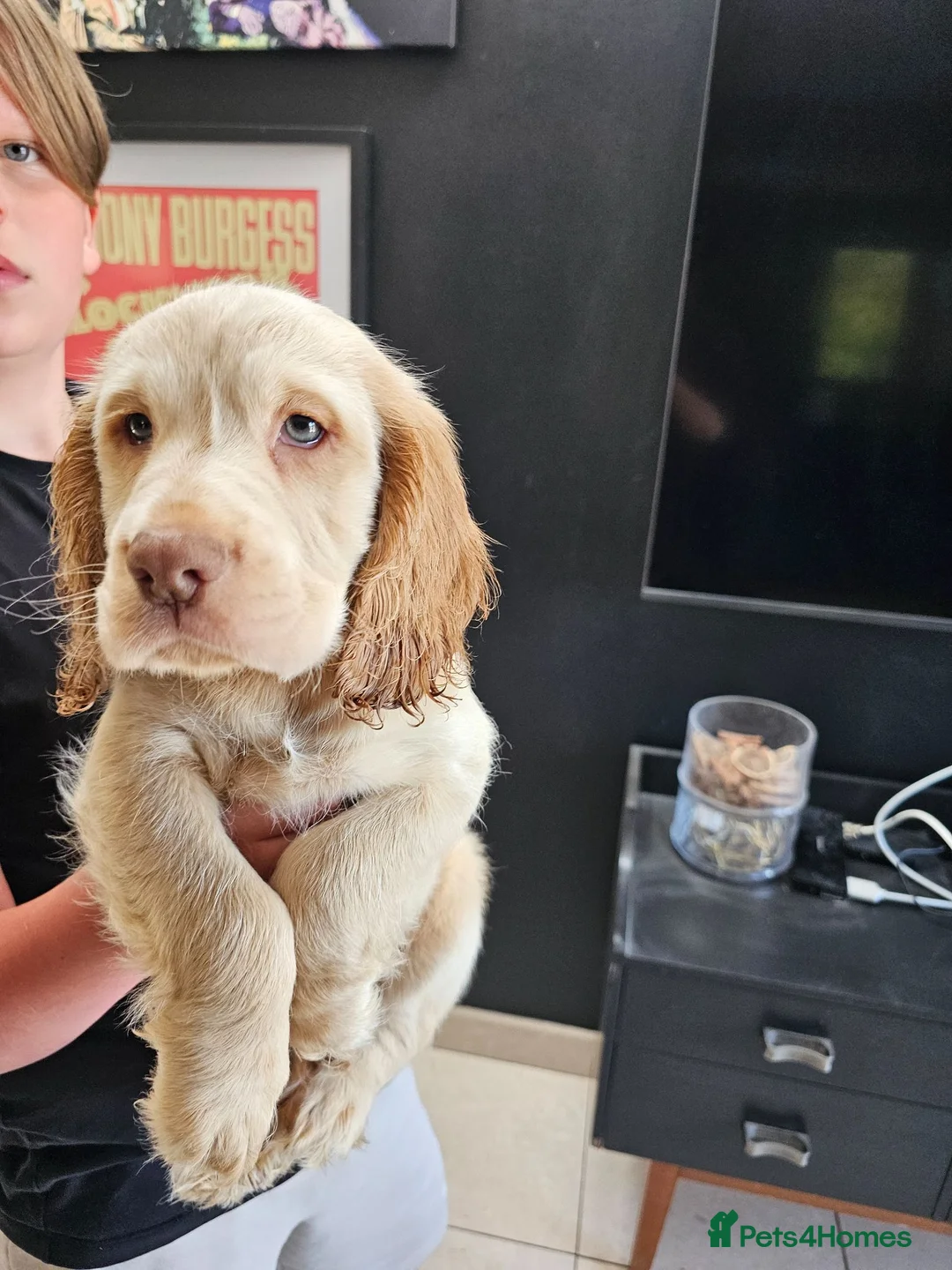 Cocker Spaniel dogs for sale: Beautiful cocker spaniel puppies - Advert 1