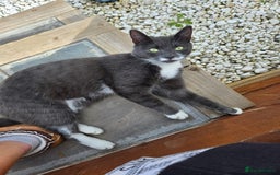 Mixed Breed cats for sale: 2 female mixed cats  - Image 3