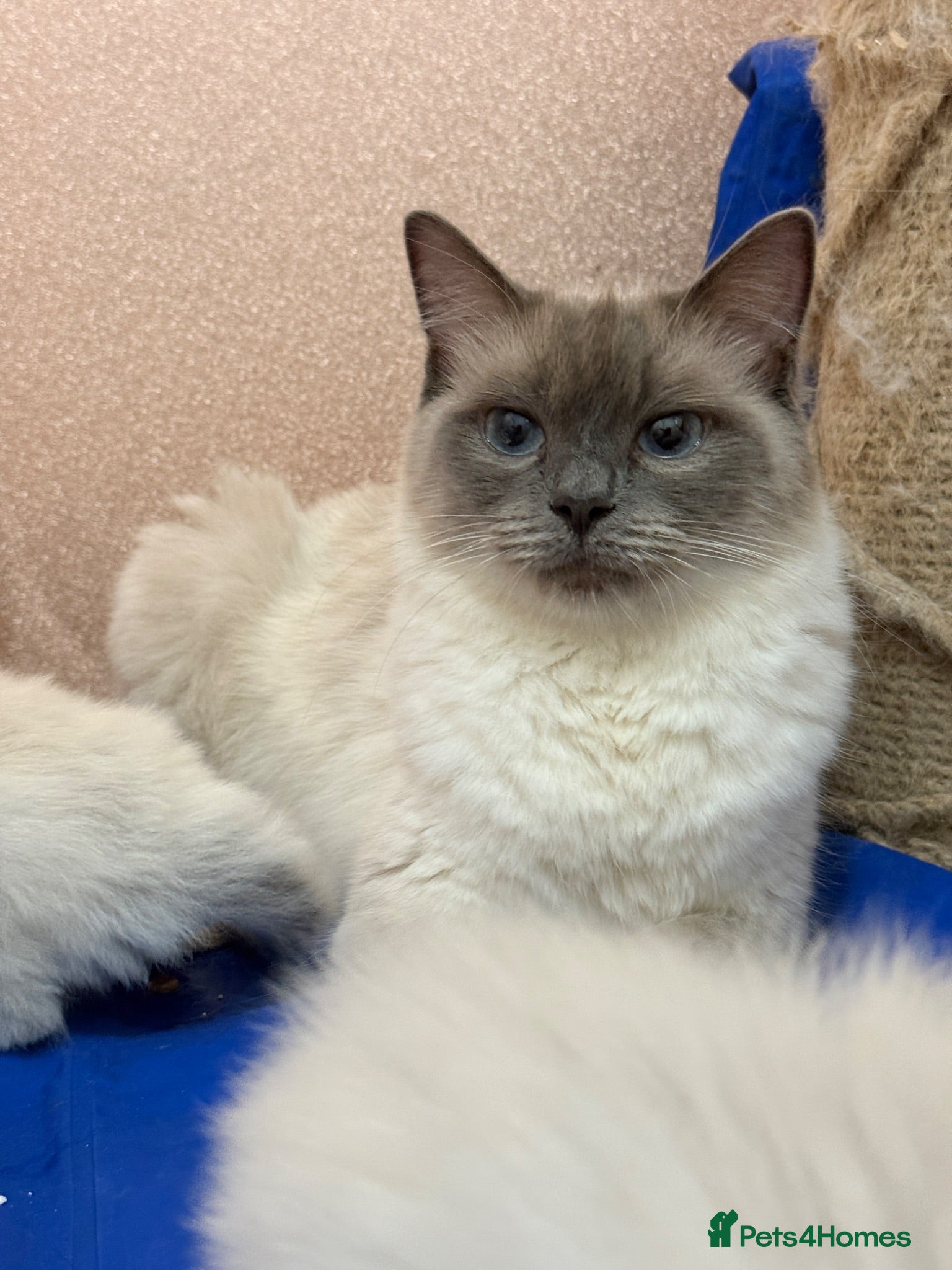Ragdoll cats Beautiful Ragdoll kittens  - Advert 5