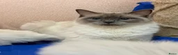 Ragdoll cats for sale: Beautiful Ragdoll kittens  - Advert 1