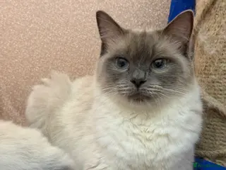 Ragdoll cats Beautiful Ragdoll kittens - Advert 1