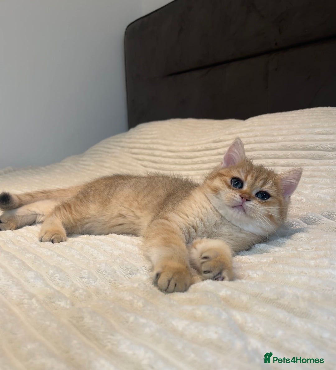 British Shorthair cats for sale: *1Left* GCCF Registered Champion line Golden BSH - Advert 8