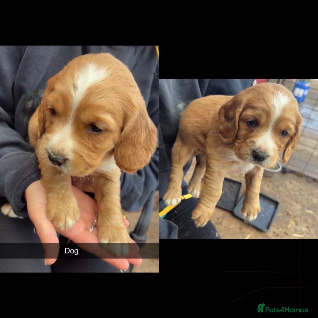 Sprocker dogs for sale: Sprocker pups by working parents - Image 2
