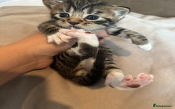British Shorthair cats for sale: British shorthair tabbys - Image 2