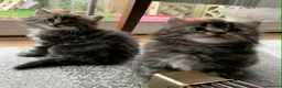 Norwegian Forest Cat cats for sale: Norwegian Forest kittens - Advert 6