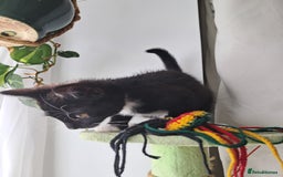 Mixed Breed cats for sale: 3 adorable black and white girls for sale. - Image 6
