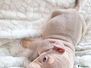 American Bully dogs ABKC best bloodline Ready to go Pocket Bully - Advert 3