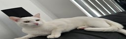 Turkish Angora cats for sale: Snowy  - Advert 5