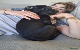 Mixed Breed dogs for sale: 5 month old Staffy x Labradoodle pup for sale  - Image 1