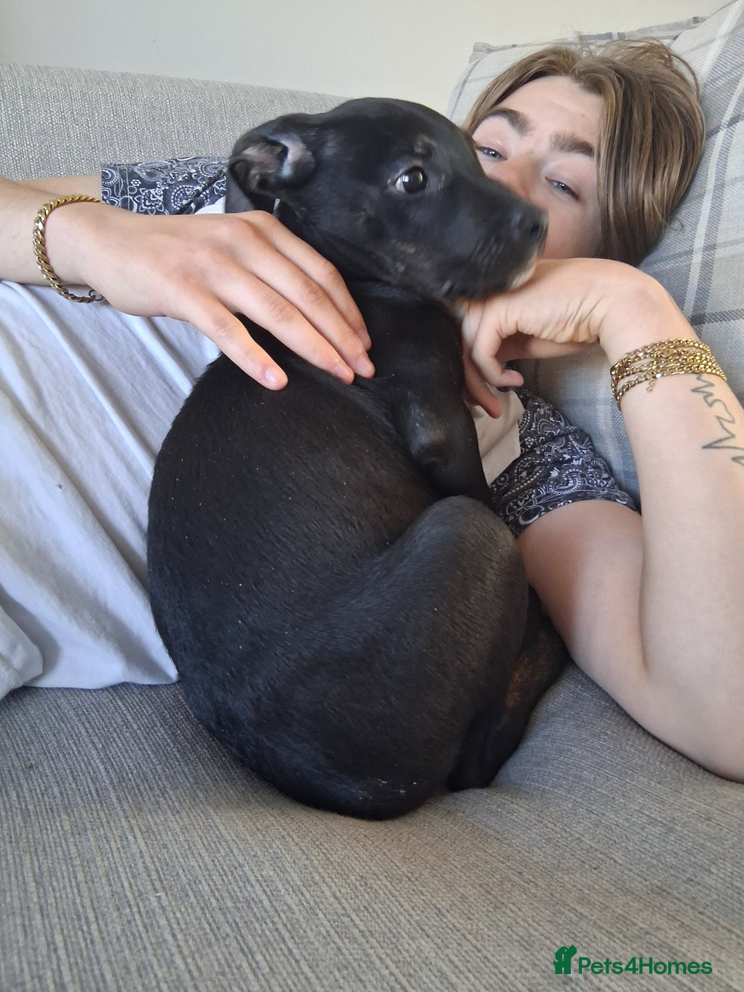 Mixed Breed dogs for sale: 5 month old Staffy x Labradoodle pup for sale  - Image 1