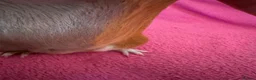 Guinea Pig rodents for sale: Guinea pig boar patch  tri colour slate,red,white  - Advert 4