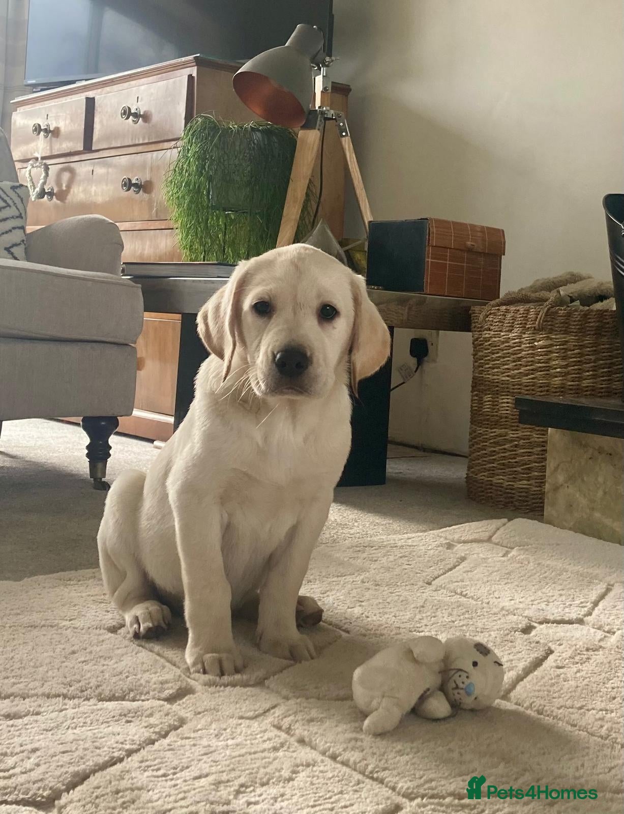 Labrador Retriever dogs 9 week old female labrador - Advert 13