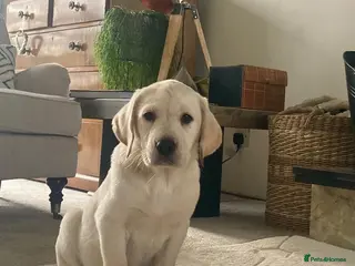 Labrador Retriever dogs 9 week old female labrador - Advert 13