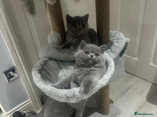 British Shorthair cats GCCF British blue boy. 13 weeks and ready now - Advert 4