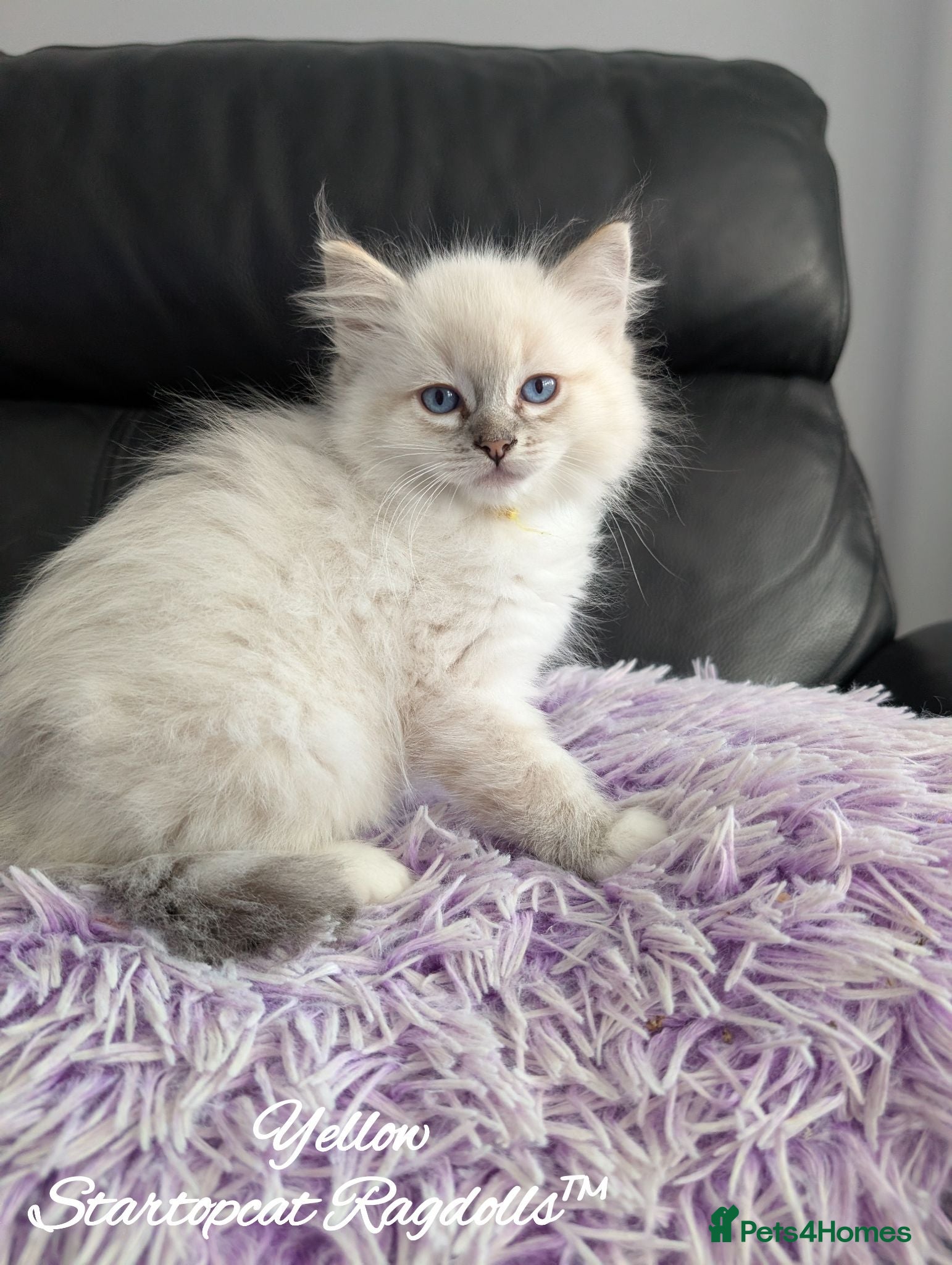 Ragdoll cats GCCF REG PEDIGREE RAGDOLLS - Advert 2