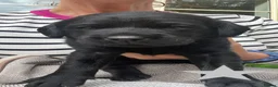 Labrador Retriever dogs for sale: KC Labrador Puppies – Exceptional Temperaments - Advert 11