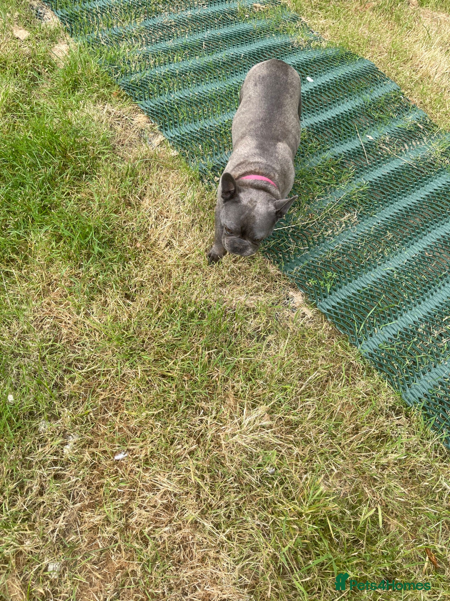 French Bulldog dogs Ivy is the most cuddly, lovable gorgeous girl  - Advert 2