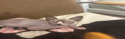 Sphynx cats for sale: Sphinx 2boys kitchens - Advert 8