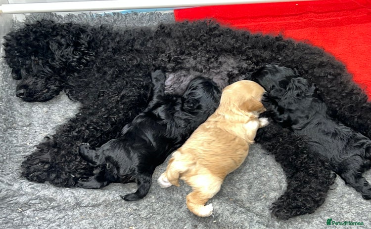 Maltipoo dogs - Advert 9