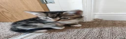 Mixed Breed cats for sale: Unique Tabby kittens   looking for a forever home  in Doncaster - Advert 5